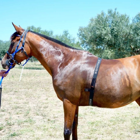 Equitime pulsivöö + pulsiandur