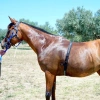 9589-equitime-fascia-cardio-per-cavalli-sellati-e-dissellatijpg.webp.webp