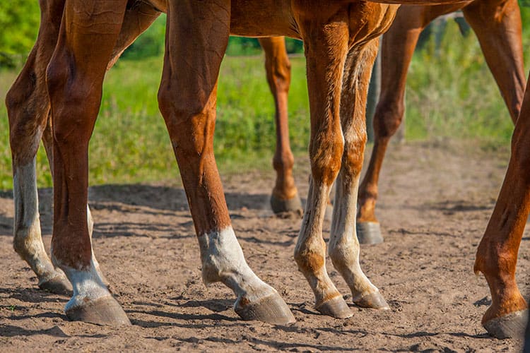 Horse-Hooves-Various-Ages.jpg (72 KB)