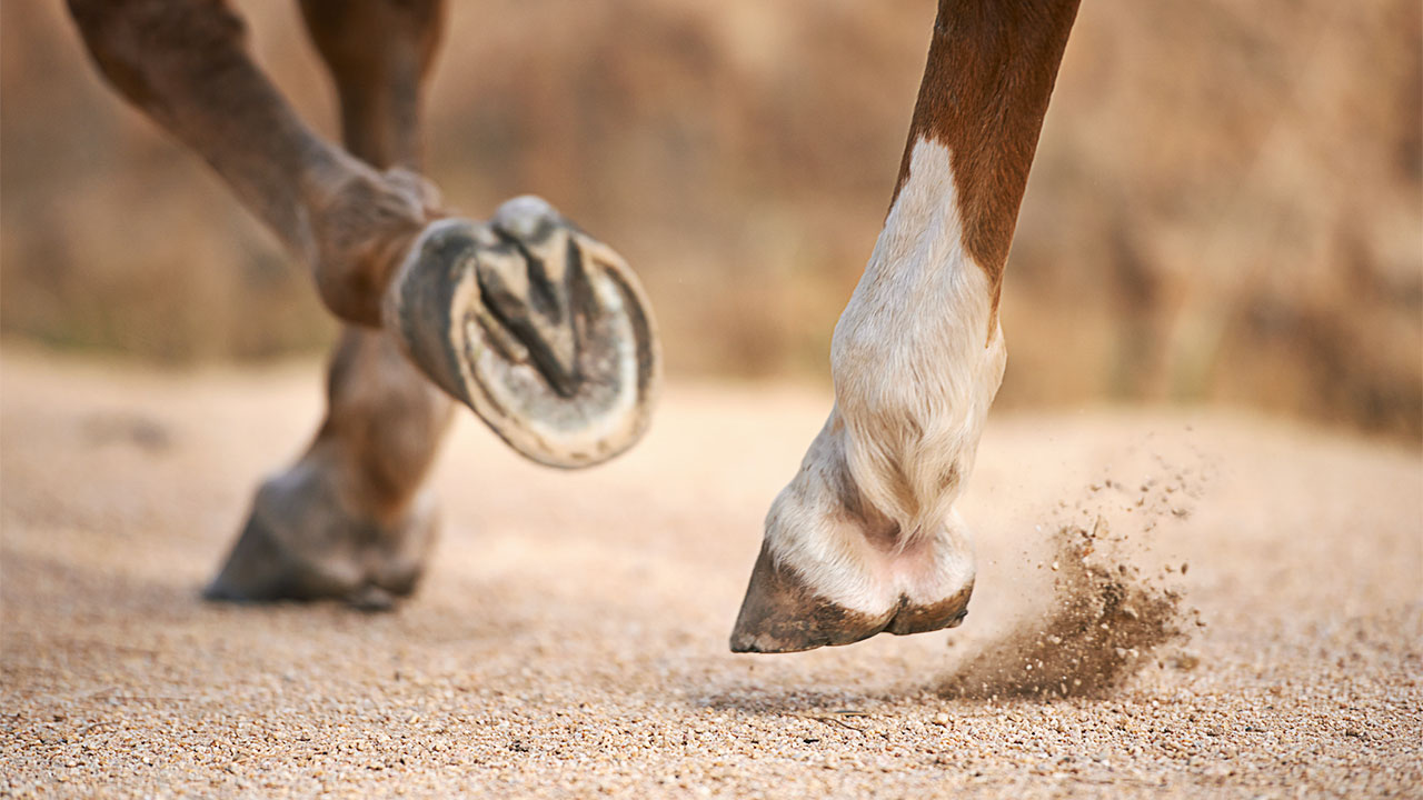 horse_16x9.jpg (153 KB)