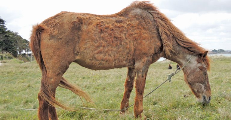horse_cushings-syndrome_Wikimedia-768x401.jpg (67 KB)