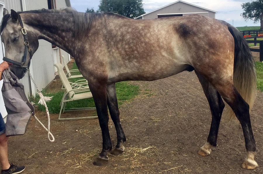 vitamin-e-responsive-myopathy-valberg-sized.jpg (289 KB)