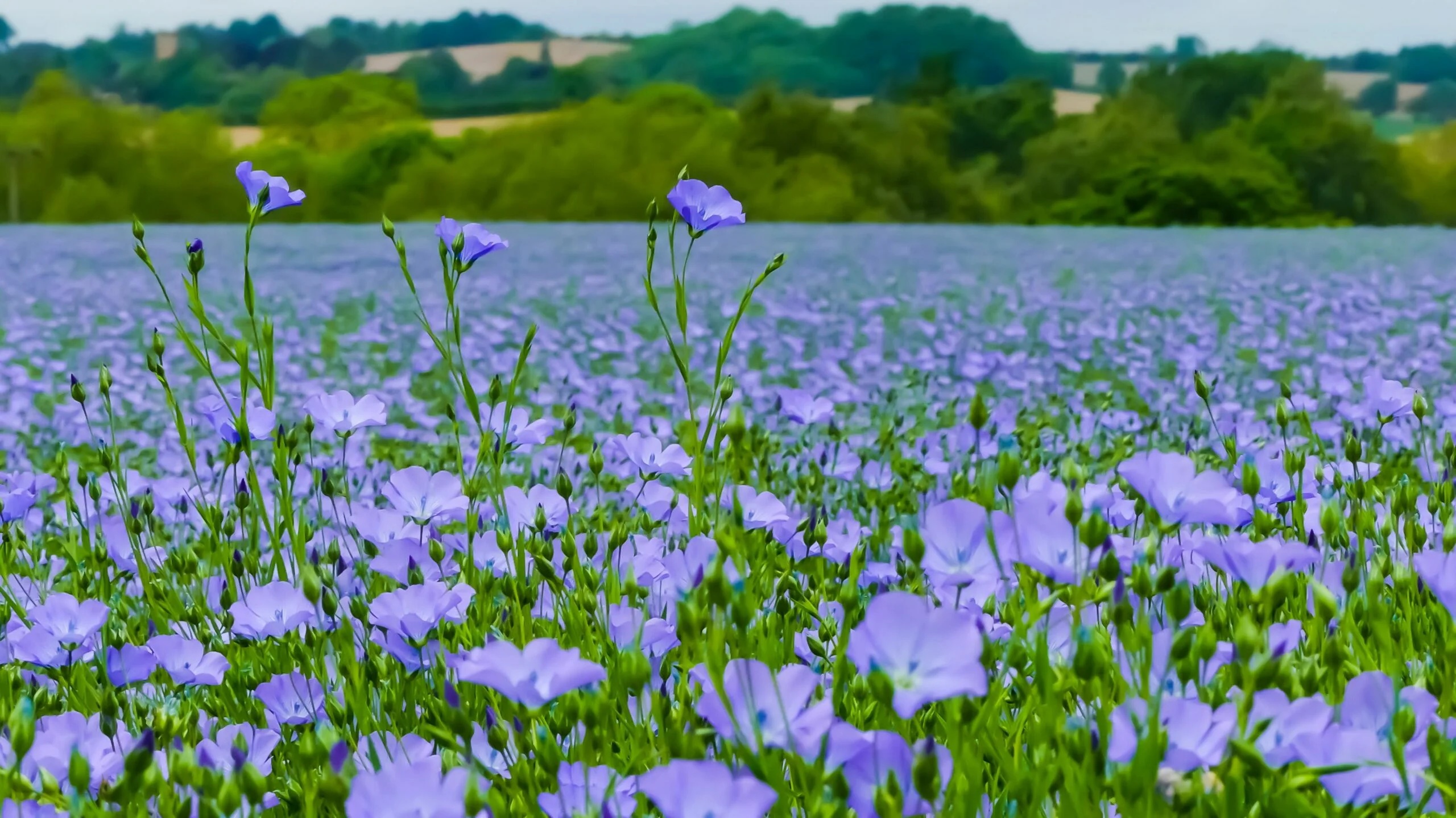 Linseed-scaled-field.jpeg (851 KB)