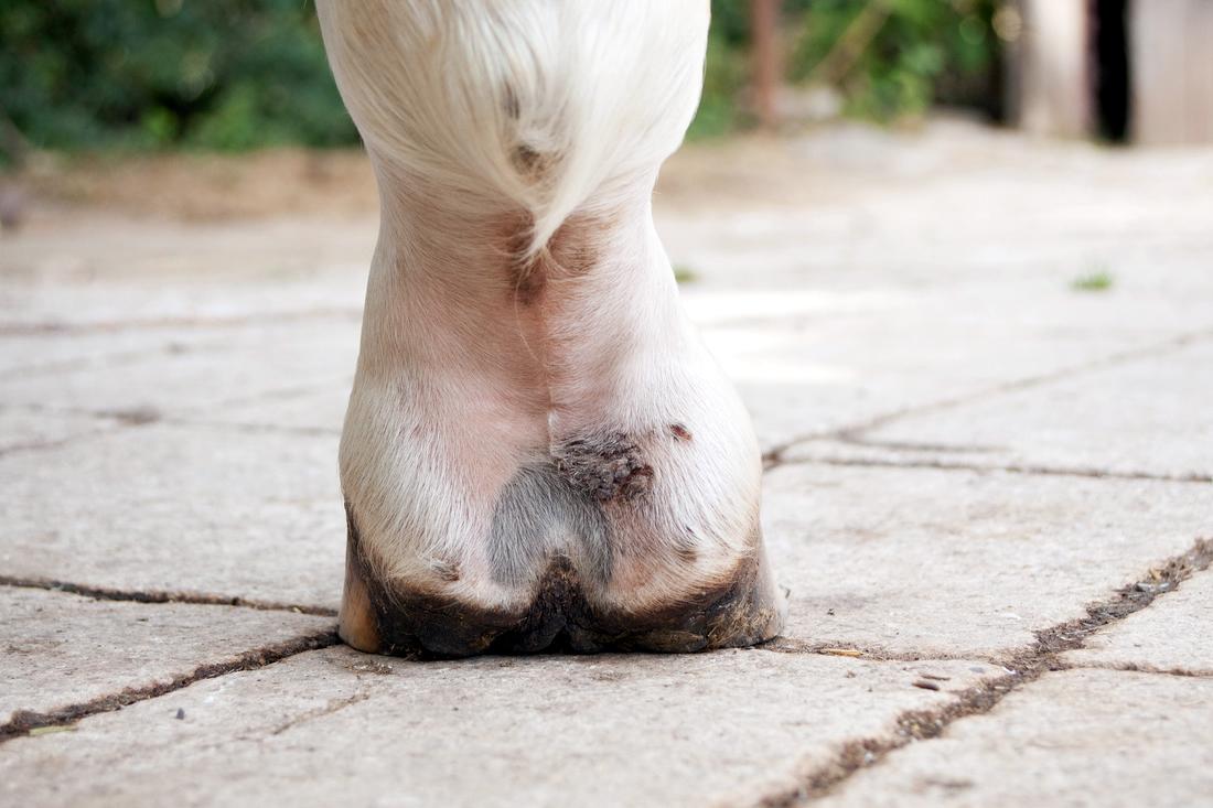 Mud-Fever-Equine-Pastern-Dermatitis.jpg (81 KB)