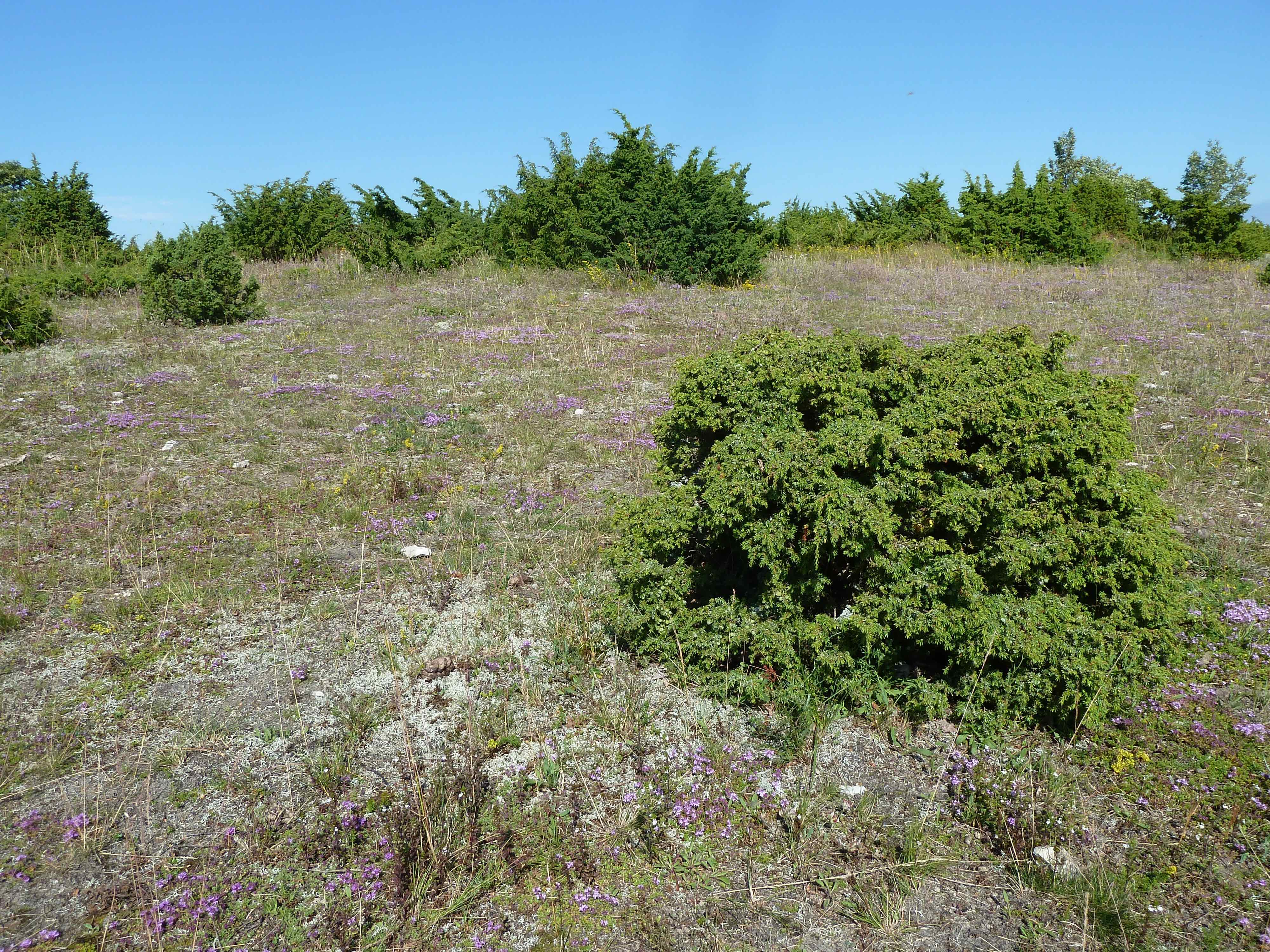 Loopealne.jpeg (1.50 MB)