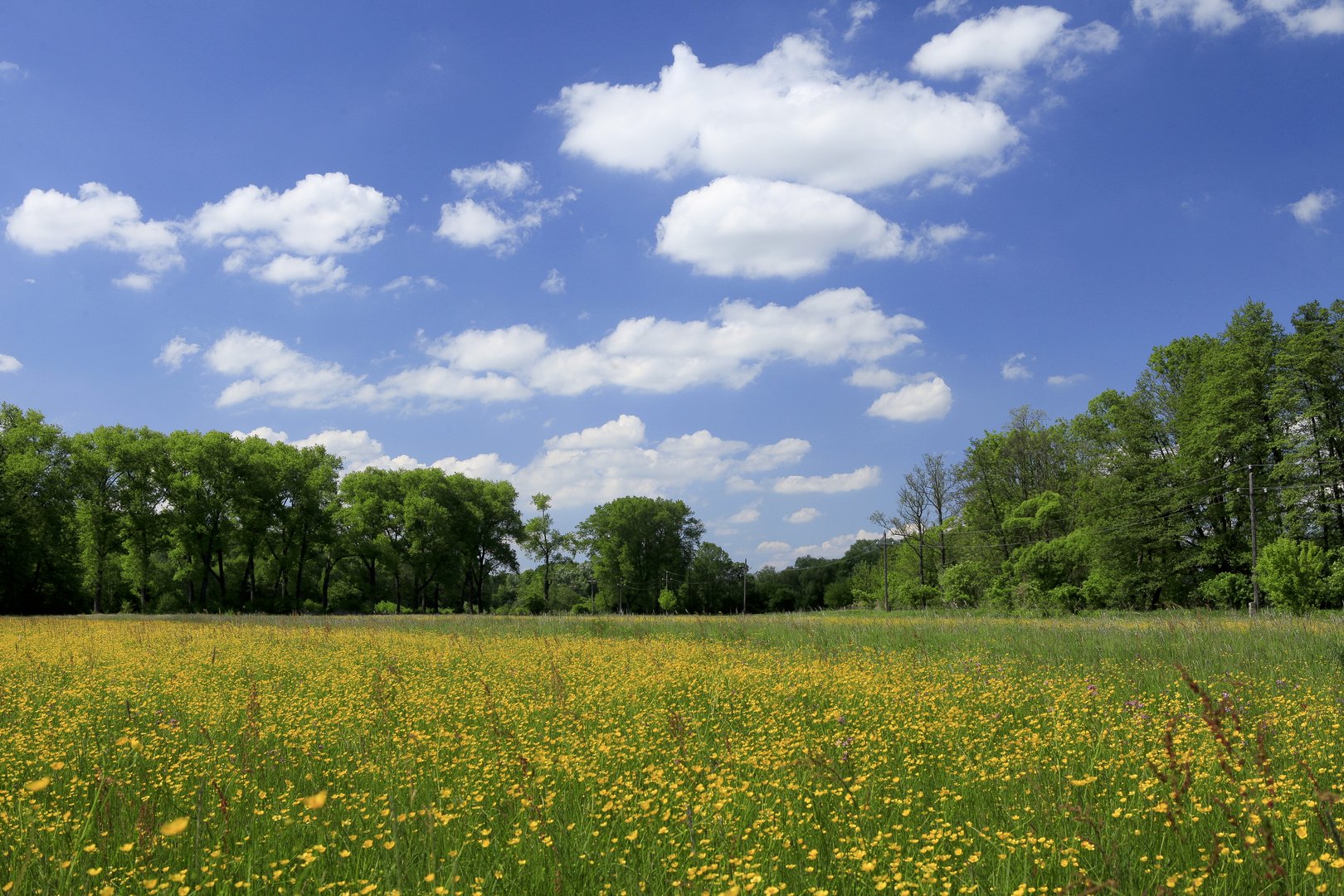 Lowland.jpg (412 KB)