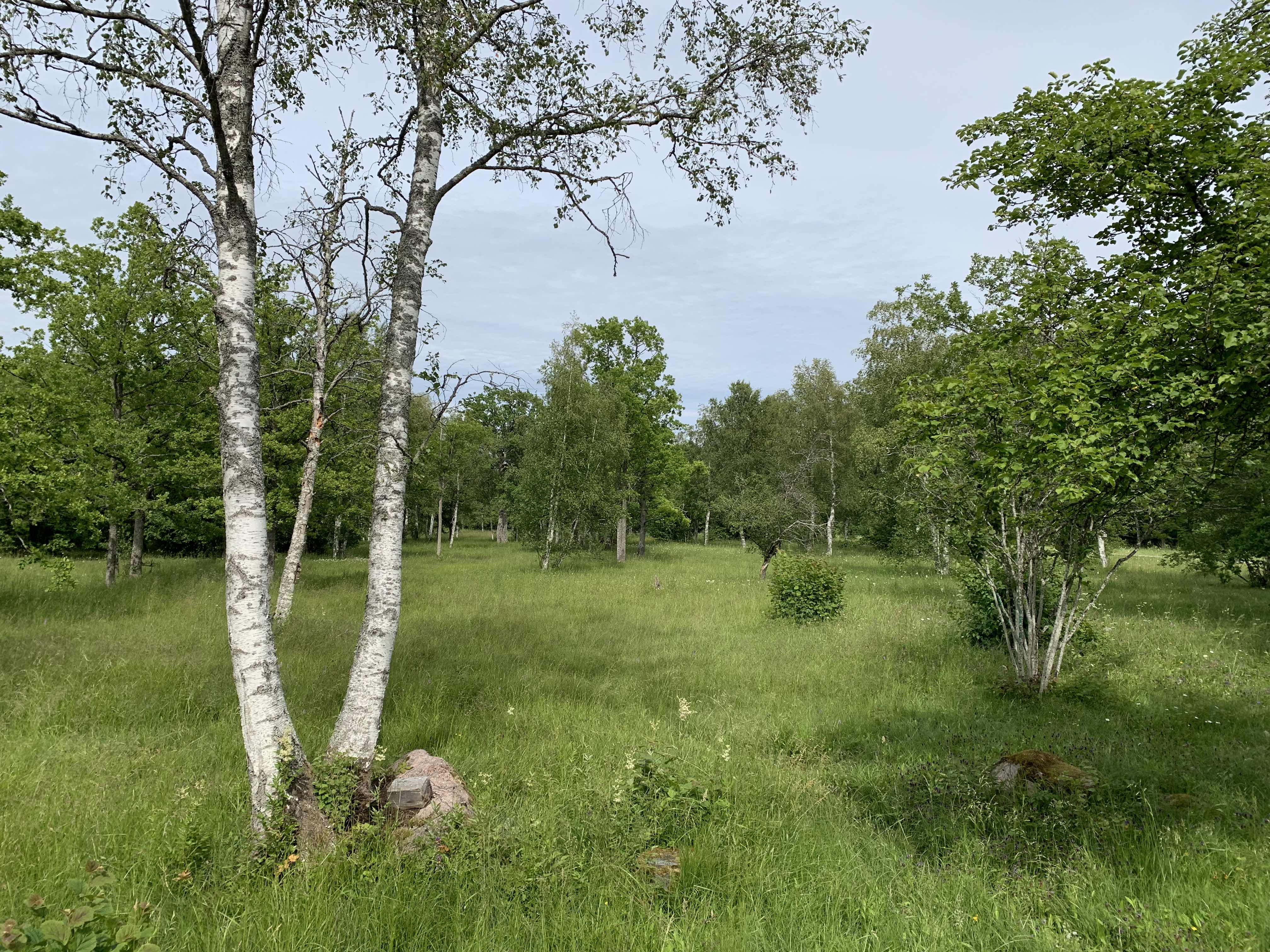 Puisniit.jpeg (1.59 MB)