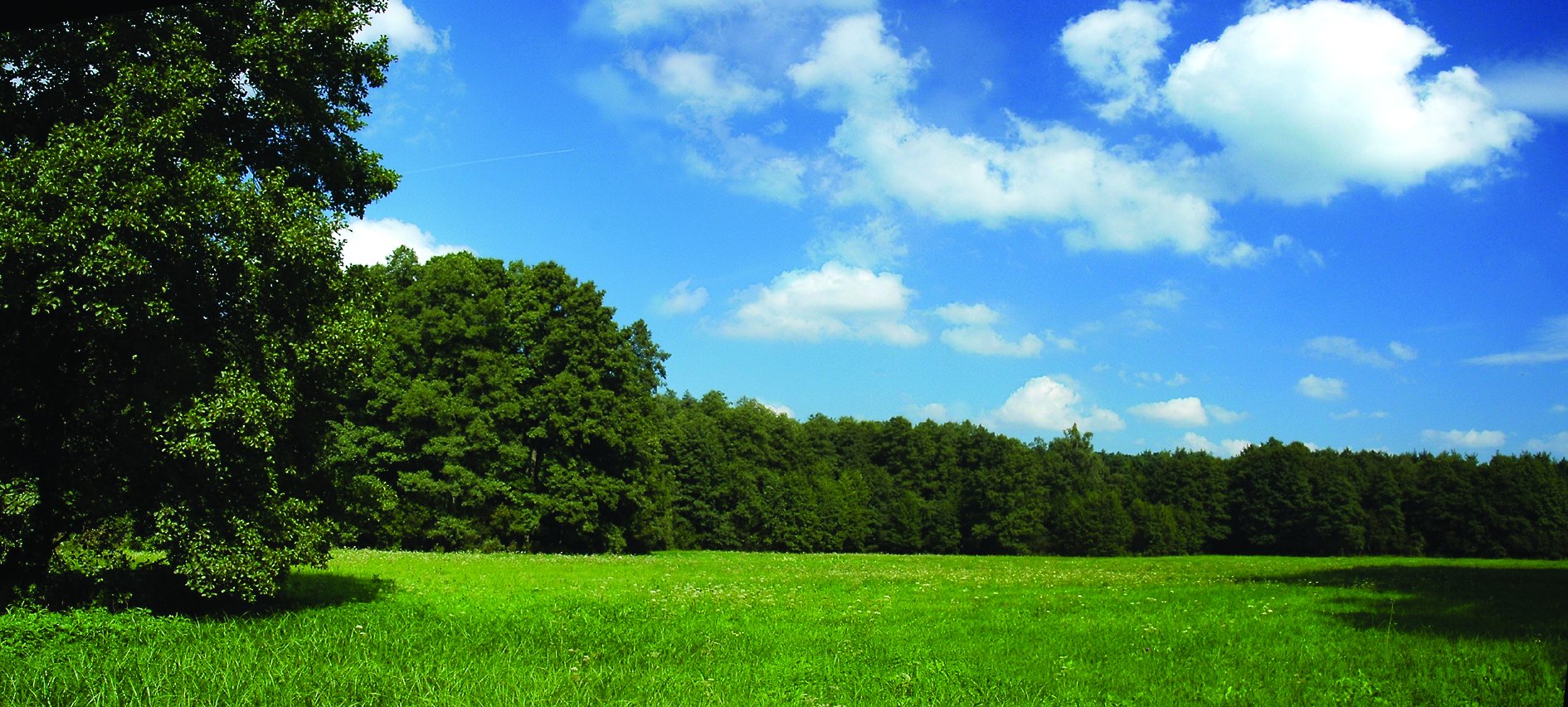 lowland2.jpg (384 KB)