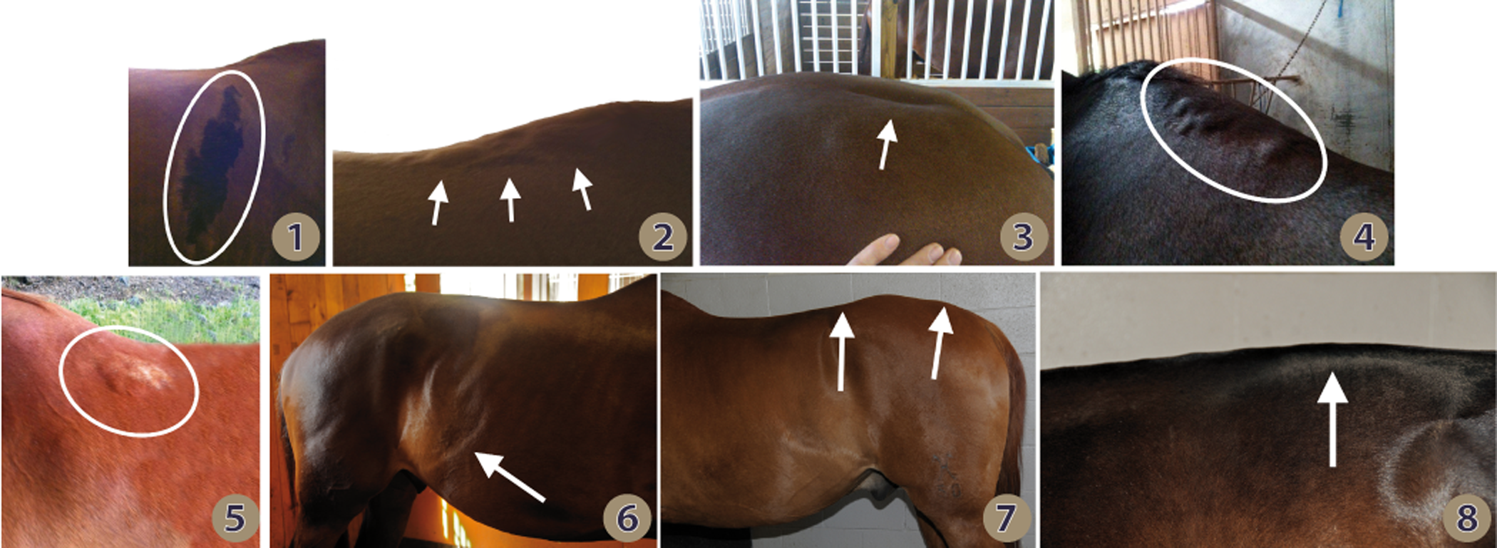 When-the-Saddle-Does-Not-Fit-Collage-300dpi.webp (1.14 MB)