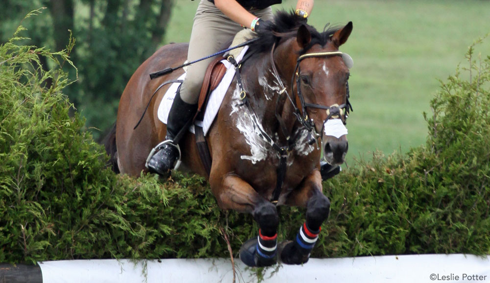 sweaty-horse_1000.jpg (137 KB)